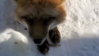 狐狸原来是这样笑的