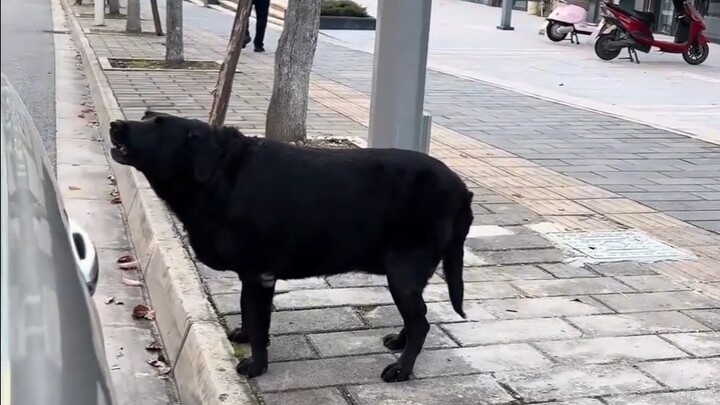 The clingy puppy is crying so desperately!