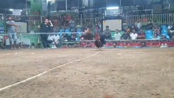 Battle Of Tiktokers S2 Last Fight Win