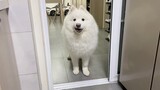 Samoyed is not allowed in the kitchen