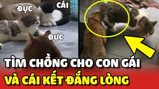 Bé mèo cái ĐAU LÒNG khi thấy 2 anh mèo đực YÊU NHAU trước mắt mình😂 | Yêu Lu