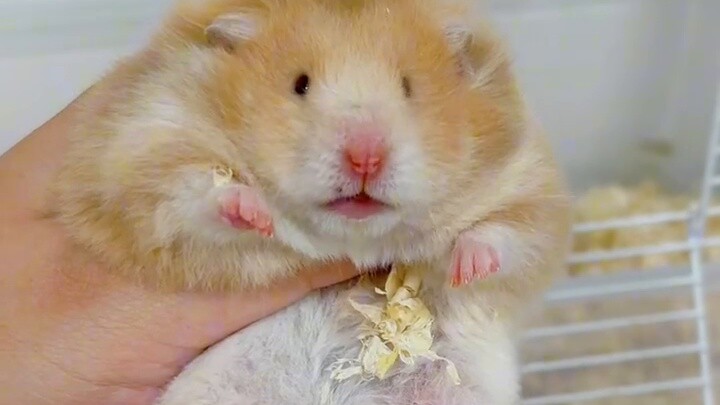 I have a mortal enemy with this hamster & why are hamsters' teeth all yellow