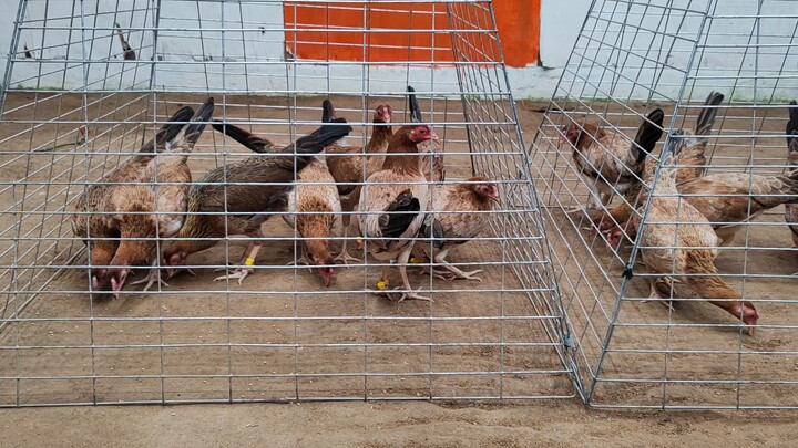 The Legolas Bruce Barnett Sweaters