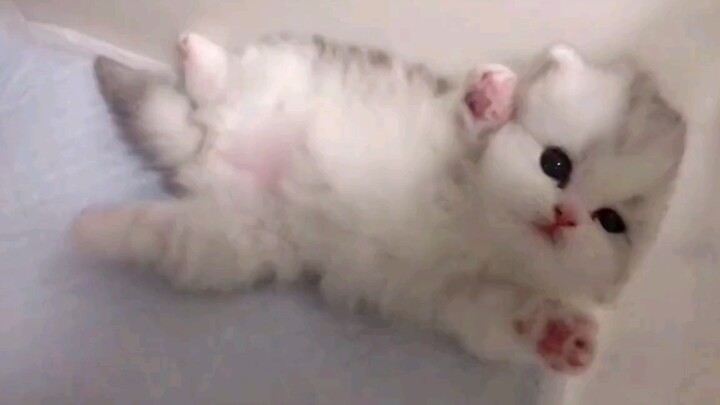 Soft, squishy kitty worms—perfect for healing your bad mood!