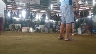 5cock derby 3rd fight win