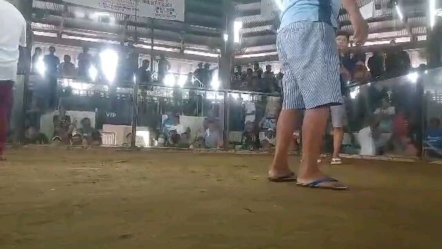 5cock derby 3rd fight win