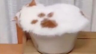 "A Barrel of Cats"