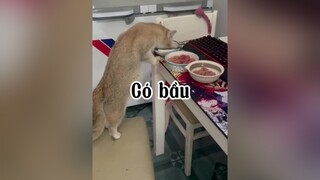 Con với chả cái mèo cat