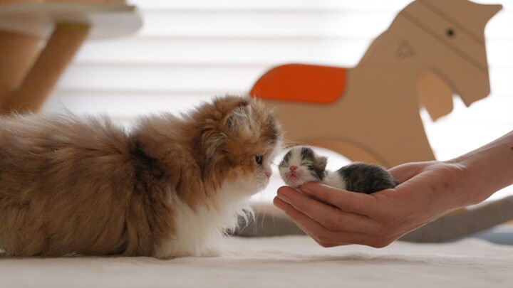 Size Differences of Munchkin Cats at Various Stages