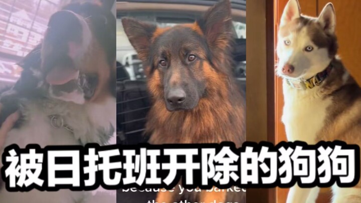 The underachievers who got kicked out of daycare are back again! You can see the dog but not its hea