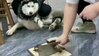 古有杀鸡儆猴，今有剁腊肉警告二哈的！人才啊！