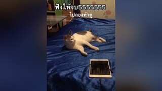 แมวกลัวผี cat tiktokcat เหมียว ประสิทธิโชค ใช้เสียงนี้ แกล้งแมว