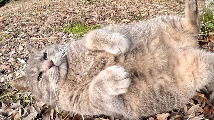 Kucing abu-abu gemuk memanjat ke bahu manusia