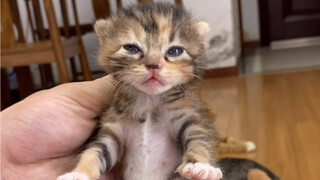 小300一孕傻三年