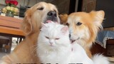 Never keep cats and dogs together! ?