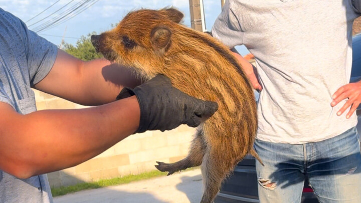 Bạn có nuôi lợn rừng như thú cưng không?