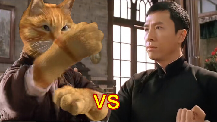 Lucu|Pertarungan Ip Man dan Kucing Ju