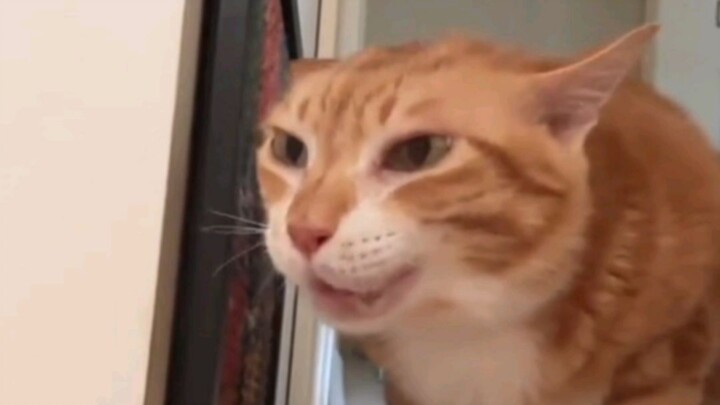 Strange Meowing Sounds 😹