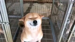 Pet | Hilarious Moments of Shiba Inu 