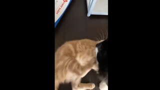 Chiếc video này sẽ làm bạn không nhặt được miệng 13