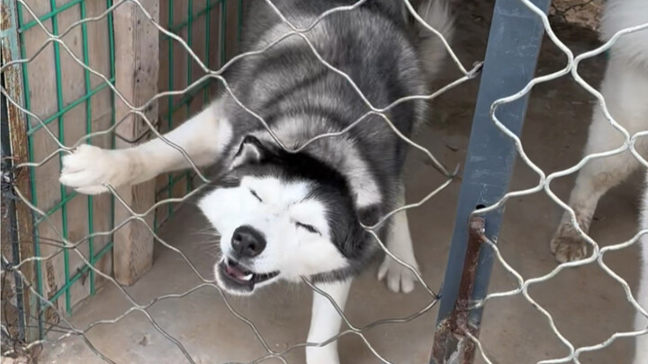 He starts howling the second he gets stuck—no sooner do I show up than he’s already in there. Damn d