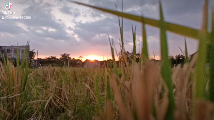 sun set in the field