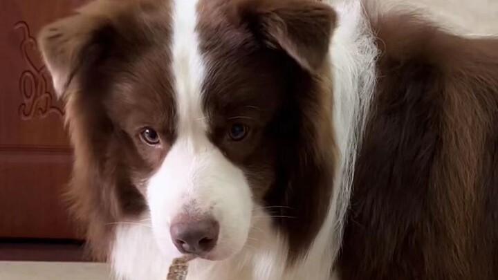 Fishy: Don't look at me, I really didn't do it!