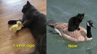 Funniest And Cutest Cat And Duck Video Will Make Your Day Better 🥰 | Pet Squad