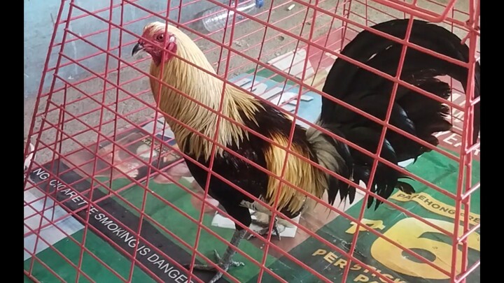 ENTRY NAME: PE POPOY & ED        2HITS CHAMPION 🏆FIRST FIGHT 2X WINNER NORZAGARAY COCKPIT🐓🏆