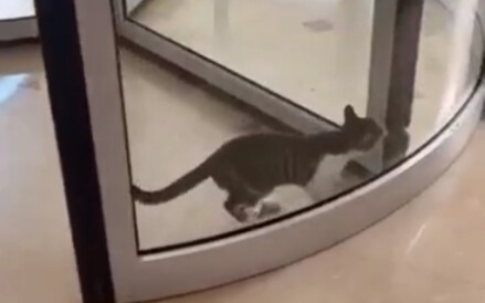 The Cat Trapped in Time