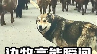 "High-Energy Moments of the Shepherd Dog"