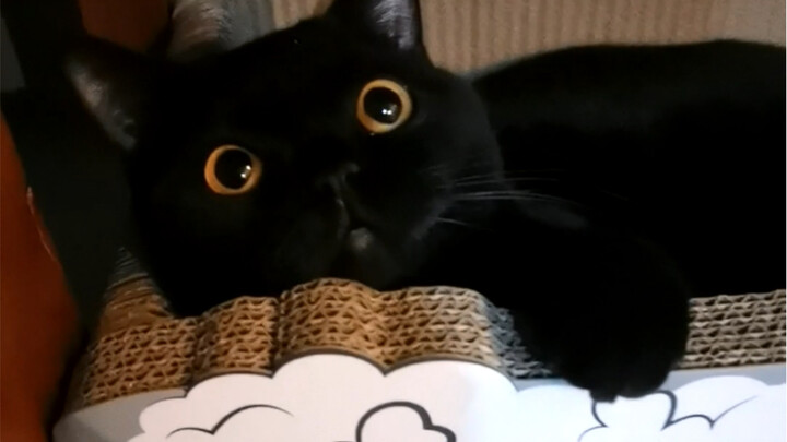 ฉันเพิ่งจะรู้ว่า: แมวดำแต่ละตัวมีวิธีเยียวยาผู้คนที่แตกต่างกัน!