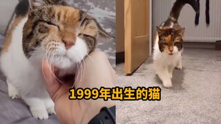 奇迹！1999年出生的猫咪陪伴了主人22年，步履蹒跚的样子令人泪目