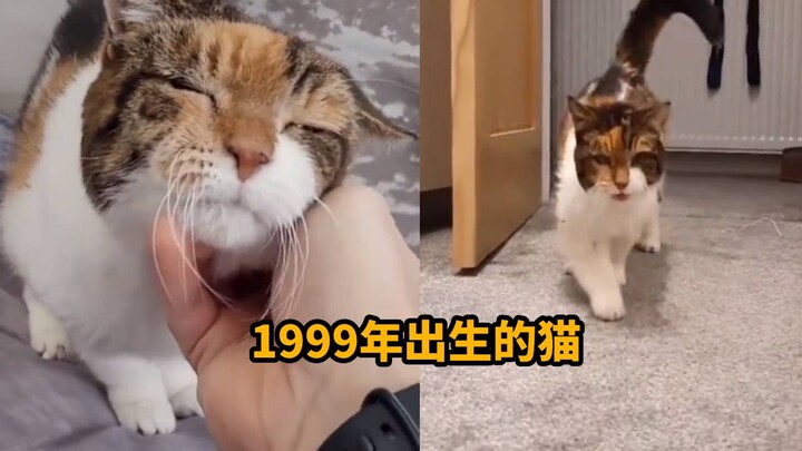 奇迹！1999年出生的猫咪陪伴了主人22年，步履蹒跚的样子令人泪目
