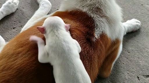 คุณพ่อมือใหม่..🦮❤️🥰