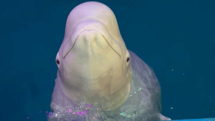 Xiao Hei knows how to pair his food when he eats.