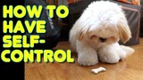 Borgy the Shih Tzu Puppy Learns How to Have Self-Control