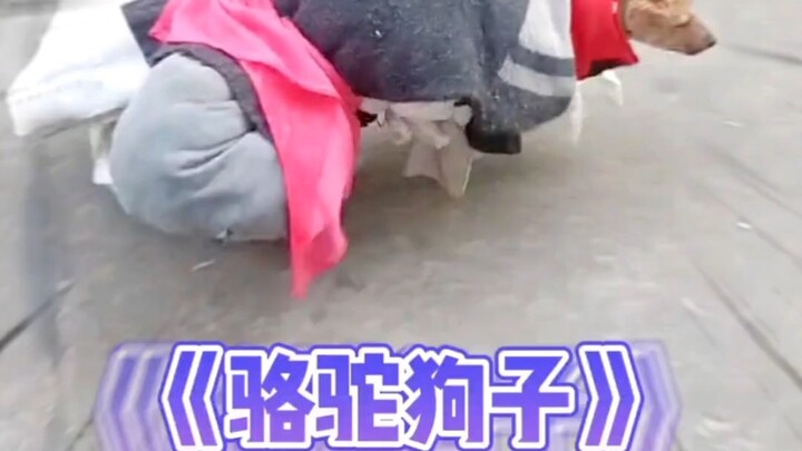 Chú chó: Đôi khi cũng hơi muốn gọi cảnh sát đó.