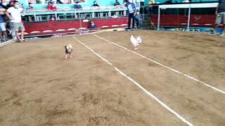 @don jun pe coliseum throwback fight..bakbakan finals#carpan