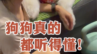 狗狗真的听得懂人话！