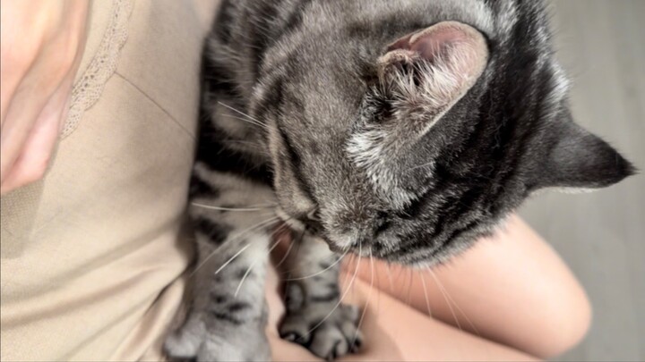 The cat at my friend’s place keeps stepping on me! Ugh, it really has no sense of personal space!! W