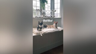 Who wants a part 2? LearnOnTikTok  alaskankleekai minihusky