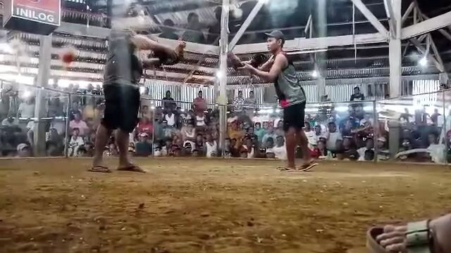 3stag derby entry jj 2nd fyt win