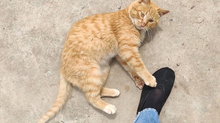 Let me introduce you to a big orange cat who turns into a chatterbox as soon as he catches a mouse!