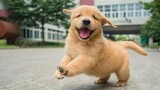 Aww Animals Soo Cute Cute Baby Animals Videos | Cute Puppies Barking And Talking | Cute Pets