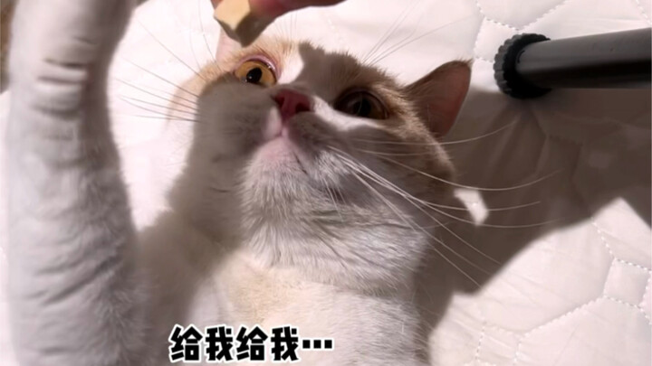 When I used my watch to measure the cat's heart rate...
