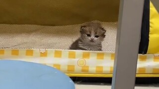 Manusia, menginginkan anak kucing, bukan