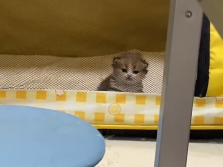 人类，要小猫不要