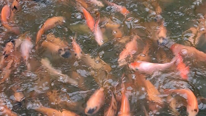 budidaya/pembesaran ikan nila bangkok sistem natural water