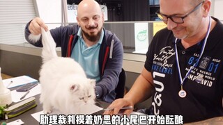 委屈小猫第一次去比赛，疯狂蹭裁判的手，你怎么这么会呀